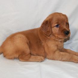 Macaron - Dark golden female Golden Retriever puppy in New Weston, Ohio from Bertke AKC Golden Retrievers and Bernese Mountain Dogs