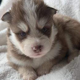 Chowder - Chocolate male Pomsky puppy in Mc Minnville, Oregon from West Coast Pomskies