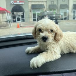 Girl 2 - White and lemon female Maltese puppy in Saginaw, Texas from Sweetface Maltese