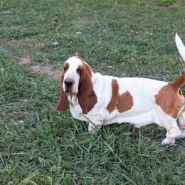 Justice - Basset Hound