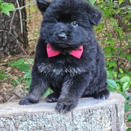 Gino - Bi-color male German Shepherd puppy in Louisburg, North Carolina from Raven Oak's Shepherds & Dachshunds
