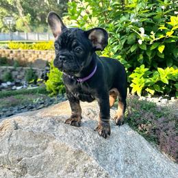 Scarlet from OFA'd parents - Black and tan female French Bulldog puppy in Billings, Montana from Montana Made Frenchies