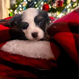Pumpkin - White black and tan female Papillon puppy in Coatesville, Indiana from Wendy’s Wings