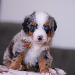 Melinda - Merle female Bernedoodle puppy in Dundee, Ohio from Down Home Doodle