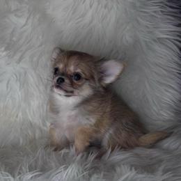 Sable Girl - Black sabled fawn female Chihuahua puppy in Fargo, North Dakota from Wild Prairie Chihuahuas
