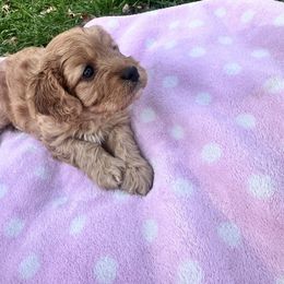 Cavalier King Charles Spaniel and Cavapoo Puppies from Cavalier Girls