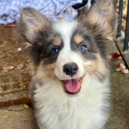 Yellow Collar Girl Daisy - Blue female Pembroke Welsh Corgi puppy in Paris, Kentucky from Flat Run Corgis