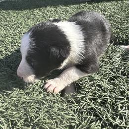 Girl 1 - Black and white female Border Collie puppy in Temecula, California from Joni Gibson's Border Collies
