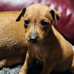 Boy 2 - male Miniature Pinscher puppy in Humboldt, Arizona from Nizhoni Miniature Pinschers of ARIZONA
