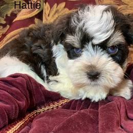 Hattie double blue eyes - Parti female Miniature Schnauzer puppy in Kentucky from Mrs Bs Teeny Schnauzers & Doodles