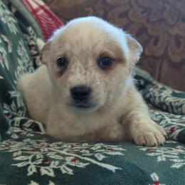 Brisket - Red speckled female Australian Cattle Dog puppy in Potaeu, Oklahoma from Red Desert Australian Cattle Dogs