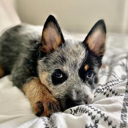 Australian Cattle Dogs from Lanna’s Heelers