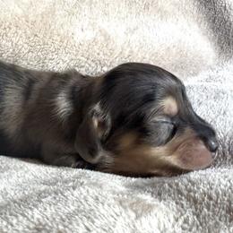 Dapple 2 - Dapple male Dachshund puppy in Fieldbrook, California from Honeydox Miniature Dachshunds