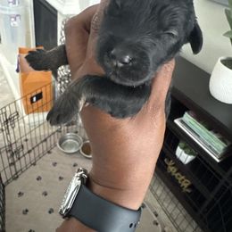 Giant Female C - Pepper and salt female Giant Schnauzer puppy in Pearland, Texas from K & S Schnauzers