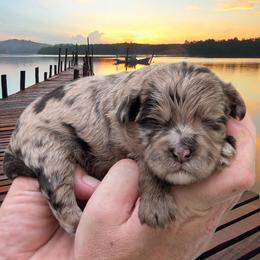 Riptide - Merle male Shihpoo puppy in Coshocton, Ohio from Forever Family Puppies