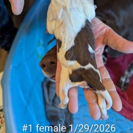 Girl 1 - Liver and white female German Shorthaired Pointer puppy in Appleton, Wisconsin from Kay Quaintance's German Shorthaired Pointers
