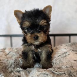 Gracie - Black and gold female Yorkshire Terrier puppy in Luray, Tennessee from Little Angel Yorkies