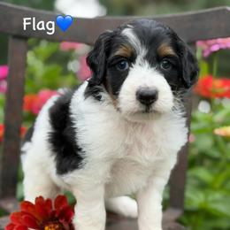 Flag - Black tri-color male Aussiedoodle puppy in Lancaster, Minnesota from Finney Ranch
