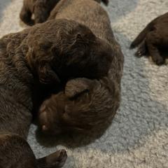 Girl 3 - Chesapeake Bay Retriever puppy from Rebecca's Chesapeake Bay Retrievers