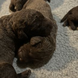 Girl 3 - Chesapeake Bay Retriever puppy from Rebecca's Chesapeake Bay Retrievers