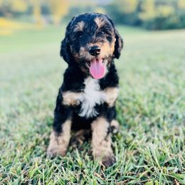 Boy 1 - Tri-color Bernedoodle puppy in Natural Bridge, Virginia from Rockbridge Puppies