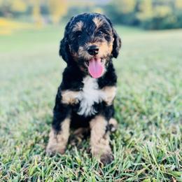 Boy 1 - Tri-color Bernedoodle puppy in Natural Bridge, Virginia from Rockbridge Puppies