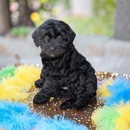Crepe - Black and white female Aussiedoodle puppy in Sparta, Missouri from Sis' Doodles & Poodles
