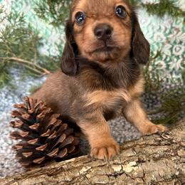 Veda - Sable female Dachshund puppy in Mountain Home, Arkansas from Furry Friends Kennel