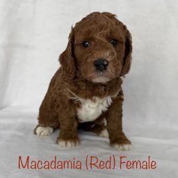 Macadamia - Red  female Goldendoodle puppy in De Pere, Wisconsin from Kinzor Kennels