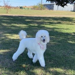 Poodle All Grown Up from Purley Poodles