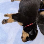 Beauceron Puppies from Shepherd's Heart Beaucerons