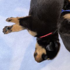 Beauceron Puppies from Shepherd's Heart Beaucerons