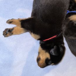 Beauceron Puppies from Shepherd's Heart Beaucerons
