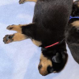 Beauceron Puppies from Shepherd's Heart Beaucerons