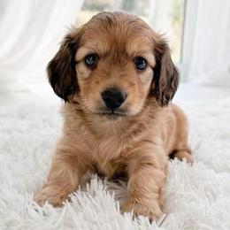 Author - Red male Dachshund puppy in Richmond, Virginia from Irresistible Dachshunds & Cavaliers