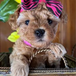 Maid Marian - Apricot female Cavapoo puppy in Waldron, Arkansas from Kay’s Cutie Poos