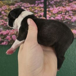 Girl 1 - Black and white female Boston Terrier puppy in Denver, Colorado from Diamonds In The Ruff Boston Terriers