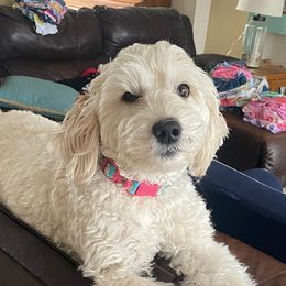 Melody - Double Doodle