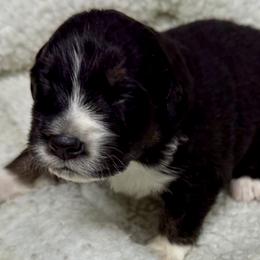 BMM - Blue merle male Australian Shepherd puppy in Putnam County, New York from Highland Haven Australian Shepherds