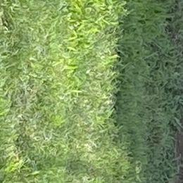 Miniature Australian Shepherd Puppies from Bar C Aussies