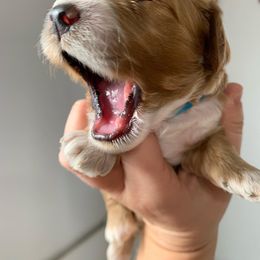 Cockapoo Puppies from ApplebyFarm