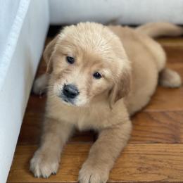 Cocker Spaniel, Goldendoodle, and Golden Retriever Puppies from MyKy Puppies