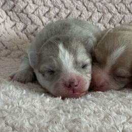 Marble - Merle female Pomsky puppy in Uintah County, Utah from Bingo's Wolfhounds, Lollipop Pomskies