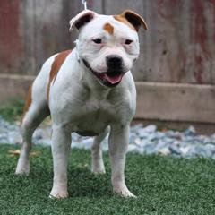 Francis - Staffordshire Bull Terrier