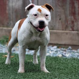 Francis - Staffordshire Bull Terrier