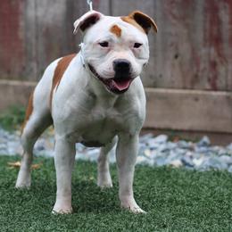 Francis - Staffordshire Bull Terrier
