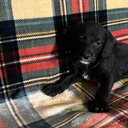 Rocky - Black and tan female Yorkshire Terrier puppy in Providence, Rhode Island from E&A Pets LLC
