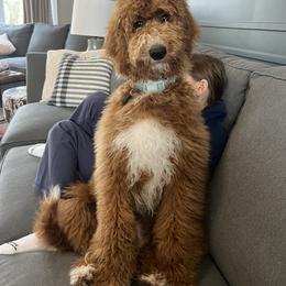 Assorted Doodle Crosses, Bernedoodle, Goldendoodle, and Labradoodle All Grown Up from Erica’s Doodles