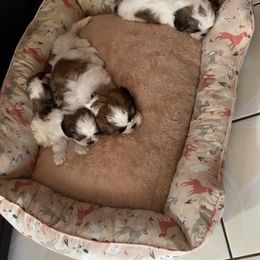 Shih Tzu Puppies from Pup Paw-lace
