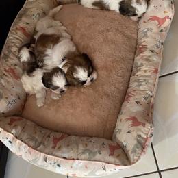Shih Tzu Puppies from Pup Paw-lace